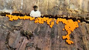 Attēlu rezultāti vaicājumam “Hemitrichia decipiens var. hemitrichoides spores”