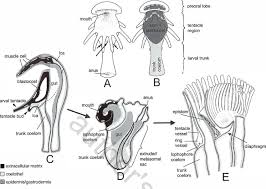 Attēlu rezultāti vaicājumam “Phronia sp. larva”