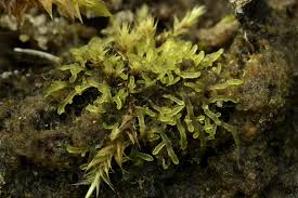 Attēlu rezultāti vaicājumam “Riccardia incurvata”