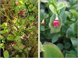 Attēlu rezultāti vaicājumam “Vaccinium myrtillus flower”