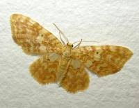 Attēlu rezultāti vaicājumam “Hydrelia flammeolaria”