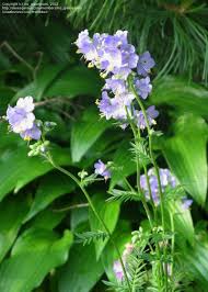 Attēlu rezultāti vaicājumam “Polemonium caeruleum bud”