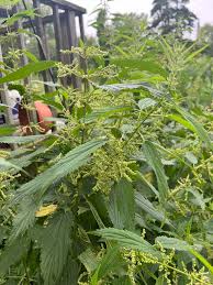 Attēlu rezultāti vaicājumam “Stemonitopsis gracilis”