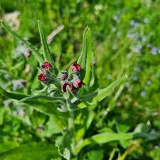 Attēlu rezultāti vaicājumam “Cynoglossum officinale flower”