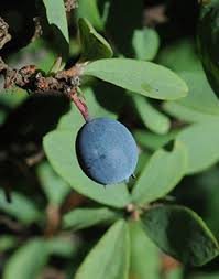 Attēlu rezultāti vaicājumam “Vaccinium uliginosum bud”