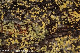 Attēlu rezultāti vaicājumam “Hypocrea gelatinosa”