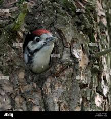 Attēlu rezultāti vaicājumam “Dendrocopos major juvenile”