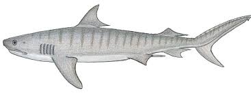 Image result for Galeocerdo cuvier