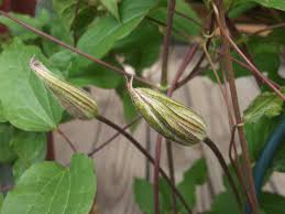 Attēlu rezultāti vaicājumam “Hesperis matronalis bud”