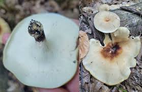 Attēlu rezultāti vaicājumam “Sarcoporia polyspora”