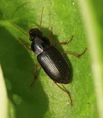 Attēlu rezultāti vaicājumam “Pseudoophonus rufipes”