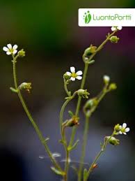 Attēlu rezultāti vaicājumam “Saxifraga cymbalaria fruit”