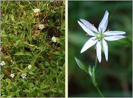 Attēlu rezultāti vaicājumam “Stellaria graminea flower”