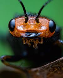 Attēlu rezultāti vaicājumam “Acantholyda erythrocephala”