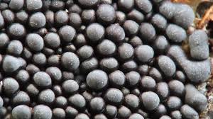 Attēlu rezultāti vaicājumam “Badhamia lilacina sessile”