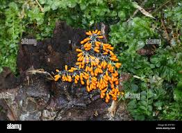 Attēlu rezultāti vaicājumam “Leocarpus fragilis stalked”