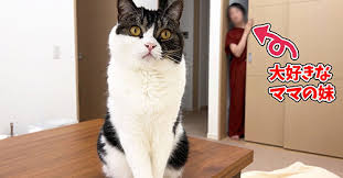 猫次郎o에 대한 이미지 검색결과