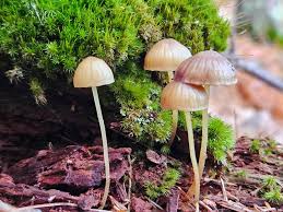 Attēlu rezultāti vaicājumam “Mycena purpureofusca”