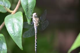 Attēlu rezultāti vaicājumam “Paramesus obtusifrons”