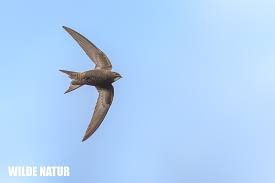 Attēlu rezultāti vaicājumam “Corvus cornix adult”