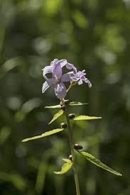 Attēlu rezultāti vaicājumam “Cardamine bulbifera”
