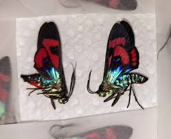 Attēlu rezultāti vaicājumam “Arctiidae”