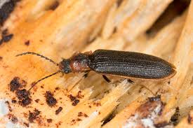 Attēlu rezultāti vaicājumam “Denticollis linearis”