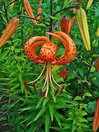 Attēlu rezultāti vaicājumam “Lilium lancifolium”