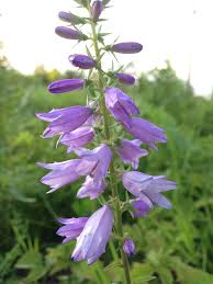 Attēlu rezultāti vaicājumam “Campanula bononiensis”