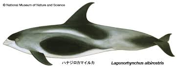 Image result for Lagenorhynchus albirostris