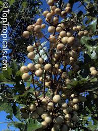 Attēlu rezultāti vaicājumam “Danthonia decumbens fruit”