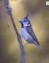 Attēlu rezultāti vaicājumam “Lophophanes cristatus”