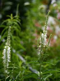 Attēlu rezultāti vaicājumam “Veronica longifolia flower”