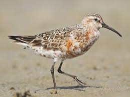 Image result for Calidris ferruginea