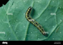 Attēlu rezultāti vaicājumam “Pieris brassicae larva”