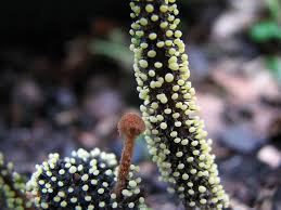 Attēlu rezultāti vaicājumam “Physarum luteolum sessile”