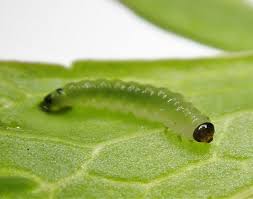 Attēlu rezultāti vaicājumam “Pristiphora maesta larva”