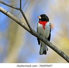 Image result for Pheucticus ludovicianus