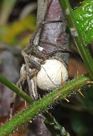 Attēlu rezultāti vaicājumam “Pisaura mirabilis cocoon”