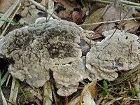 Attēlu rezultāti vaicājumam “Phellodon melaleucus”