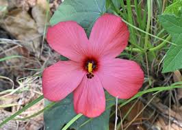 Image result for Abelmoschus moschatus