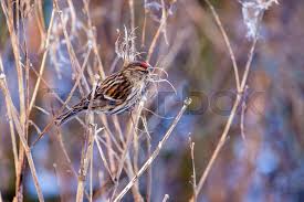 Attēlu rezultāti vaicājumam “Carduelis flammea female”