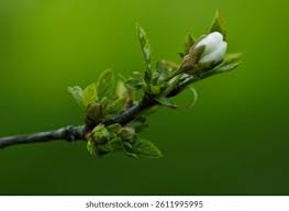 Attēlu rezultāti vaicājumam “Cerasus bud”