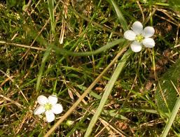 Attēlu rezultāti vaicājumam “Sagina nodosa”