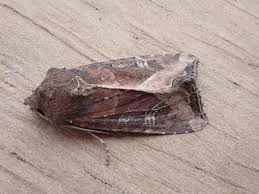 Attēlu rezultāti vaicājumam “Celaena leucostigma”