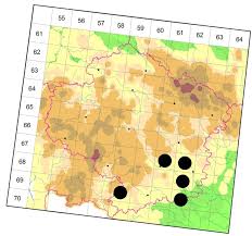 Attēlu rezultāti vaicājumam “Diachromus germanus”