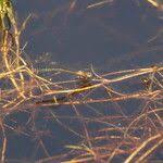 Attēlu rezultāti vaicājumam “Potamogeton trichoides”