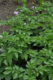 Attēlu rezultāti vaicājumam “Solanum tuberosum”