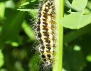 Attēlu rezultāti vaicājumam “Zygaena lonicerae larva”