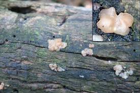 Attēlu rezultāti vaicājumam “Exidia cartilaginea”